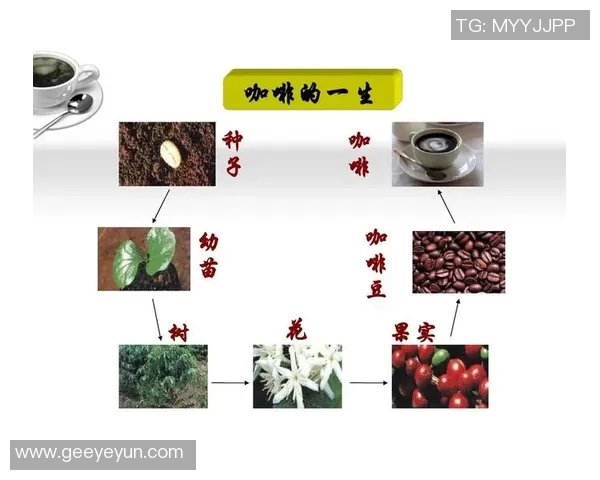 咖啡文化的起源与演变探索：从历史悠久的咖啡豆到现代咖啡店的创新发展